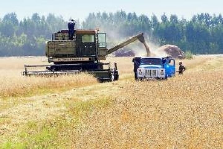 Урожай ранних зерновых на Луганщине в этом году будет меньше, чем в прошлом 