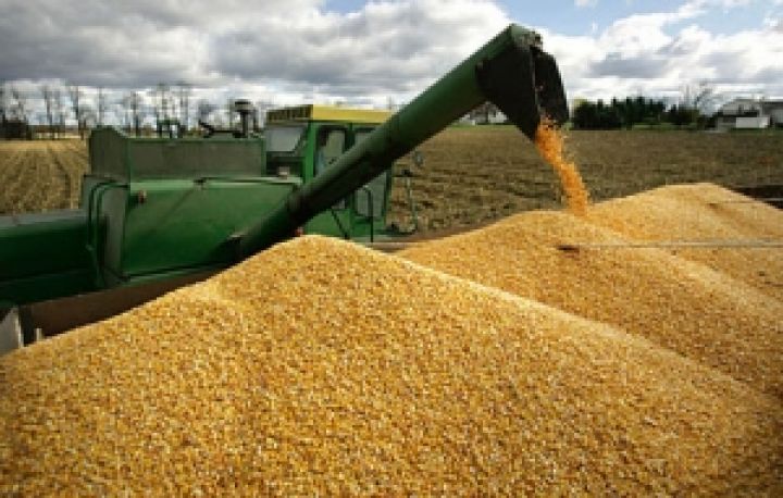 Цены на кукурузу в Украине продолжают снижаться