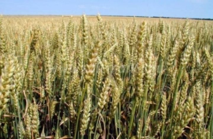 В Украине большая часть озимых зерновых находится в хорошем и удовлетворительном состоянии 