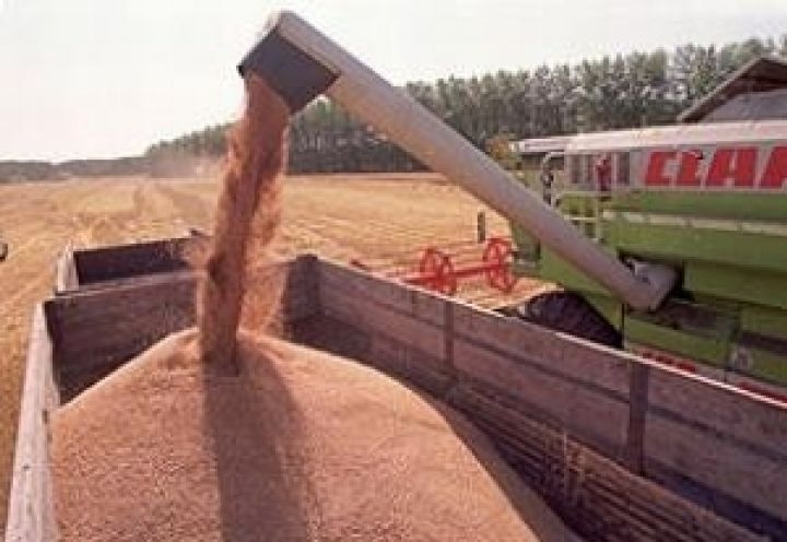 На Прикарпатье в этом году планируют собрать 530 тыс. тонн зерна