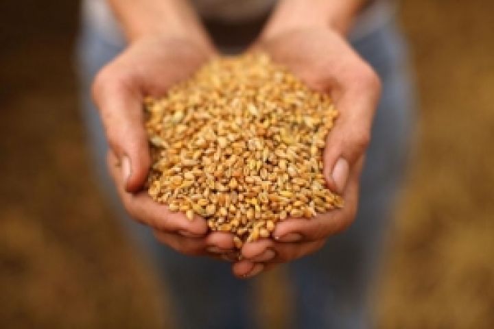 В Крыму урожай зерна в 2012 г. может составить порядка 1 млн. тонн