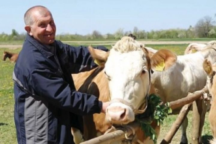 В 10 районах Луганщины планируют создать молочные кооперативы