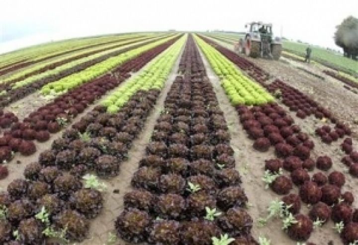Украинские аграрии  не будут сокращать площади под овощами