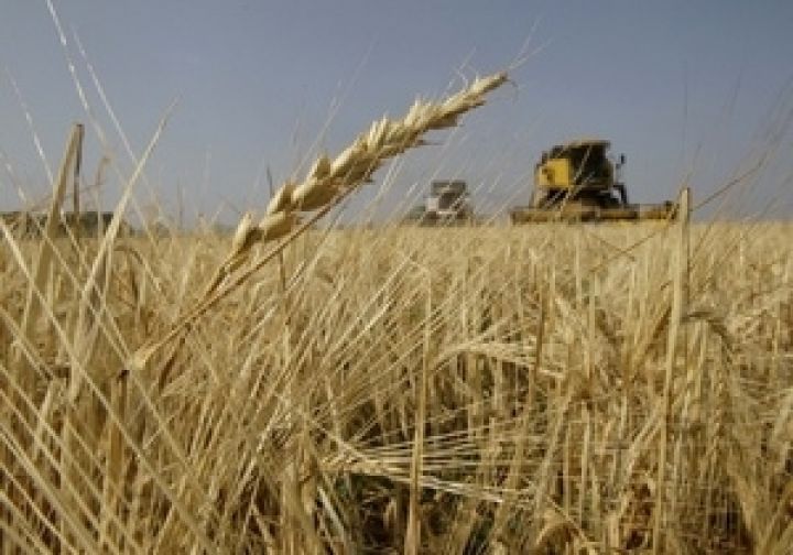 В этом году урожай зерновых будет на 30% ниже