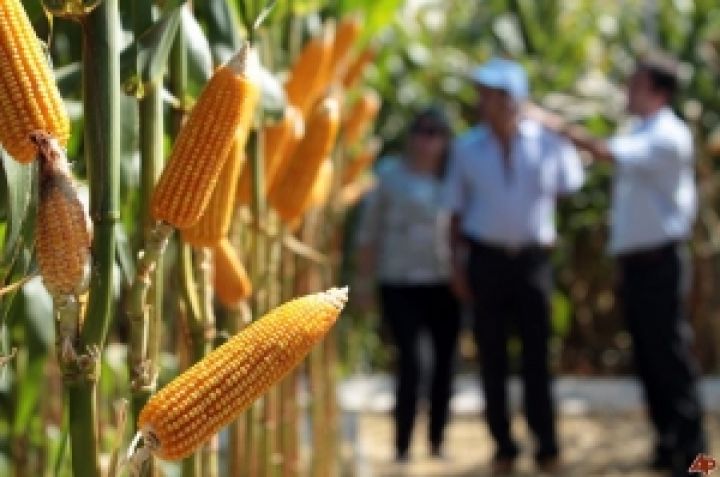 Богатый бразильский урожай стал причиной снижения кукурузных котировок 