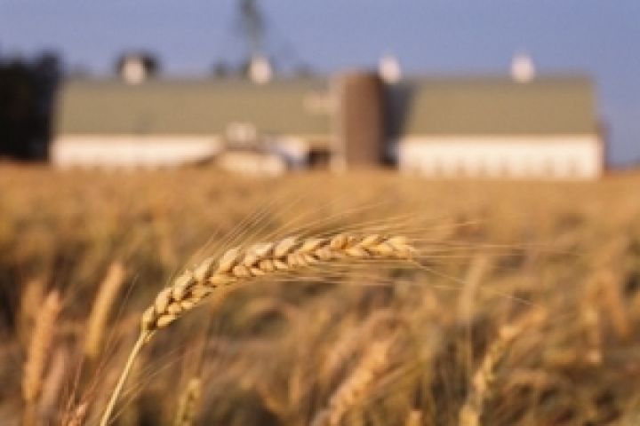 Пшеница США. Отличные показатели экспорта предотвратили резкое падение цен
