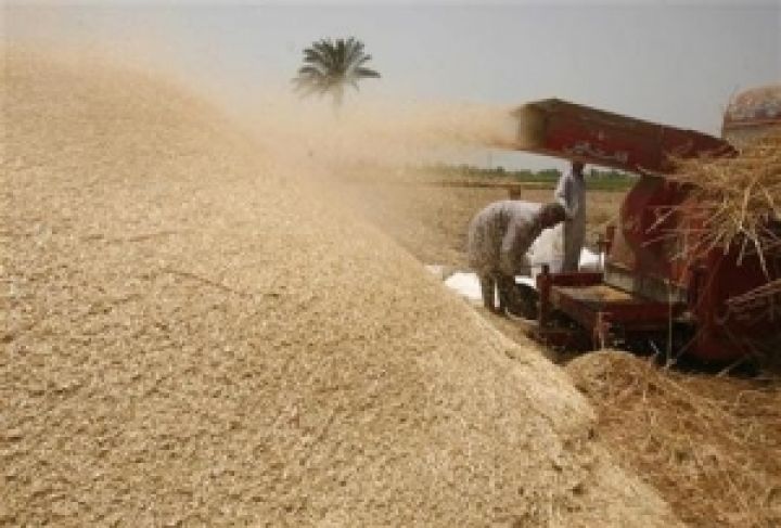 Египет закупил 3,42 млн. тонн пшеницы у местных фермеров 