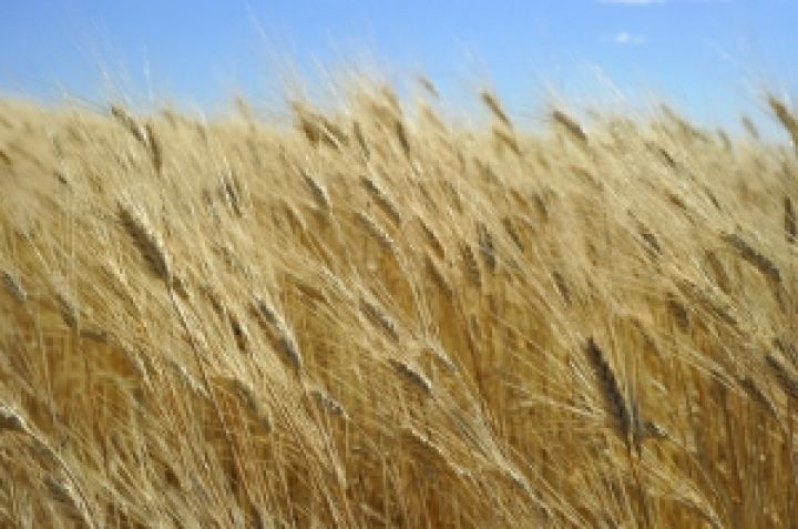 Rabobank повысил прогноз фьючерсных цен в ЕС на пшеницу