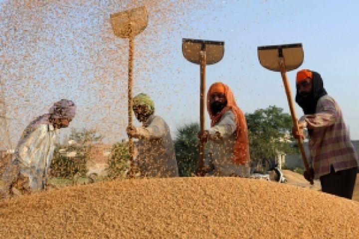 Индия активно закупает зерно у фермеров 