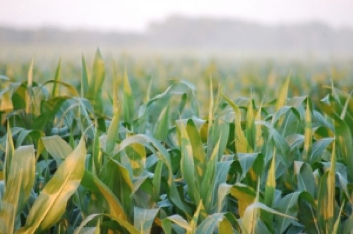 Германия рискует остаться без продовольственной кукурузы 