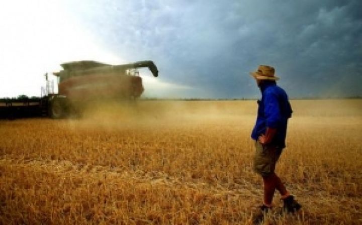 Выпадение осадков на юге страны улучшило перспективы урожая пшеницы