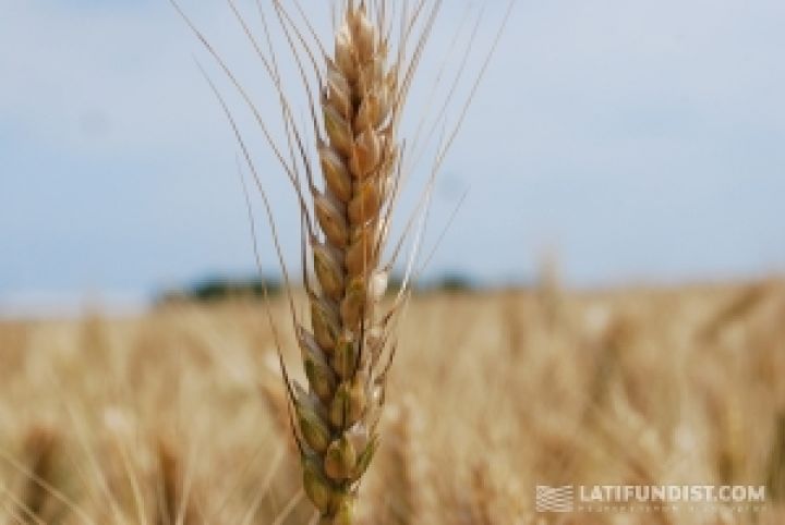 UkrLandFarming прогнозирует подорожание пшеницы на 10-15%