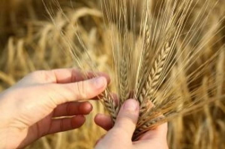 Украина вывела суперурожайную пшеницу