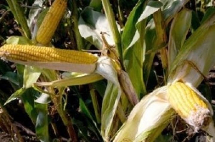 Украине необходимо увеличить площадь посевов кукурузы до 5 млн. га 