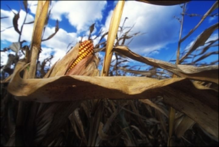 Monsanto построит в Аргентине второй завод по переработке семян кукурузы 