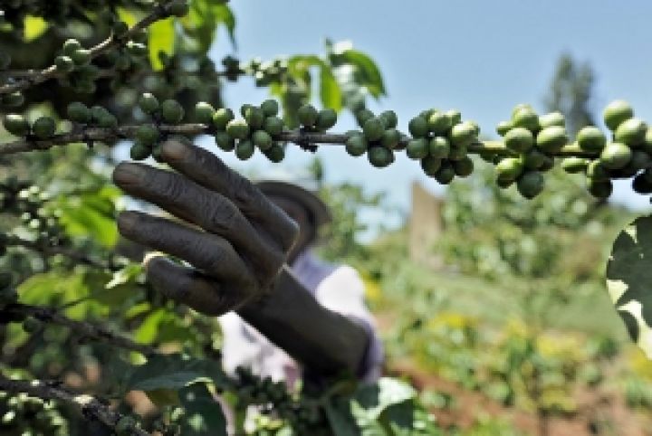Зимбабве. Урожаи кофе неуклонно снижаются