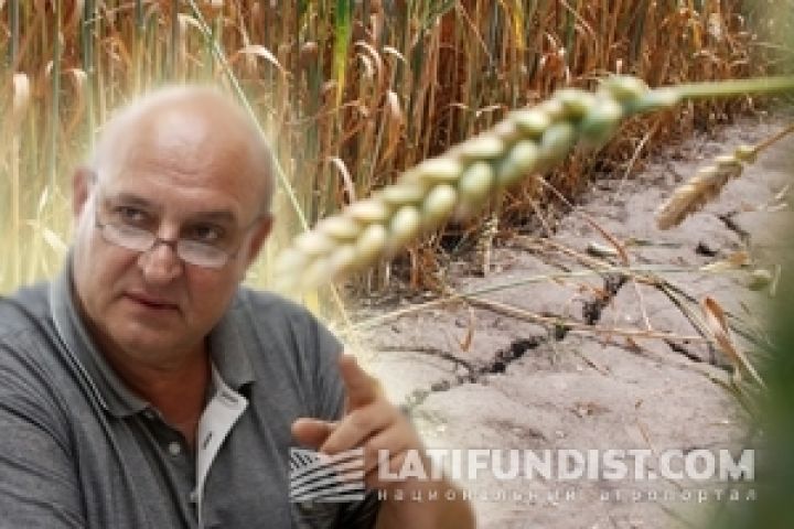 Рост мировых цен на зерно бьёт рекорды на фоне повсеместной засухи — Стоянов