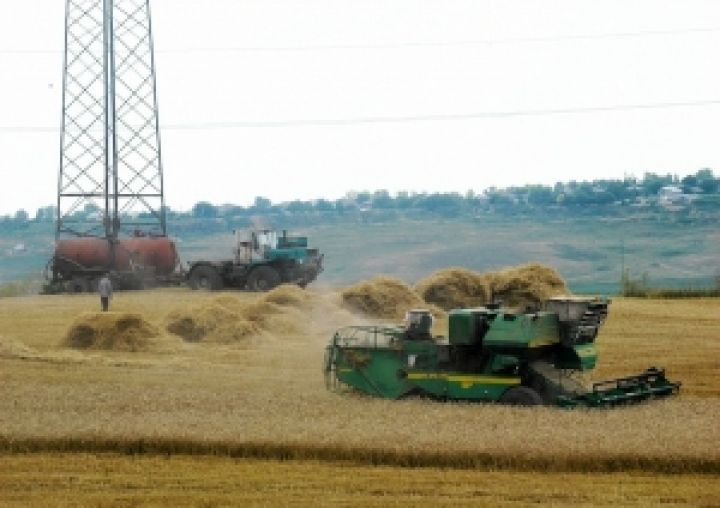 Урожайность пшеницы на юге Приднестровья выше, чем в Молдове и Украине 