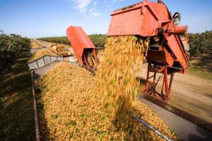В Украине намолочено более 800 тыс. тонн зерна нового урожая