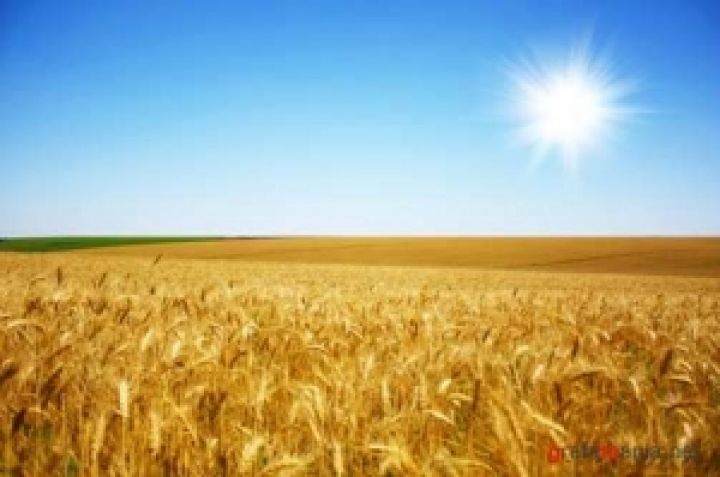 Украина может собрать самый низкий урожай пшеницы с 2004 года