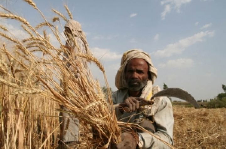 Индия соберет рекордный урожай пшеницы — более 90 млн. тонн 