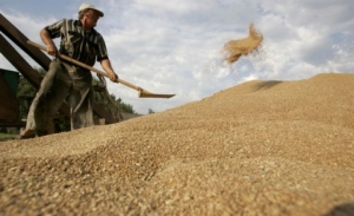 Урожай зерновых будет на 20% меньше прошлогоднего