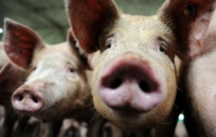 Свинокомплекс Слобожанский восстановит численность поголовья в 50 тысяч свиней