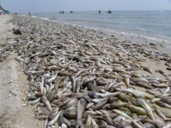 На Азовском побережье зафиксирован массовый выброс рыбы