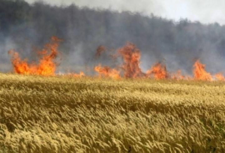 Засухой в Украине охвачено около 50% посевов сельхозкультур