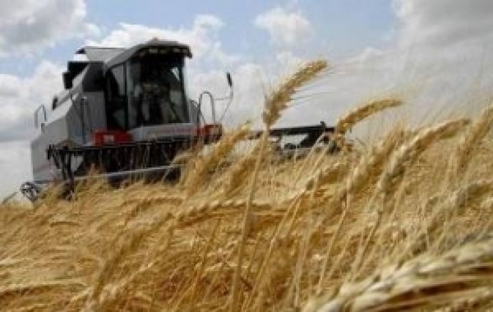 Урожай пшеницы в Украине может составить свыше 14 млн. тонн