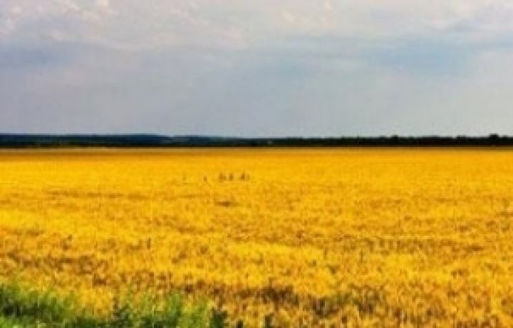 Украина должна сохранить позиции аграрного государства на внешних рынках