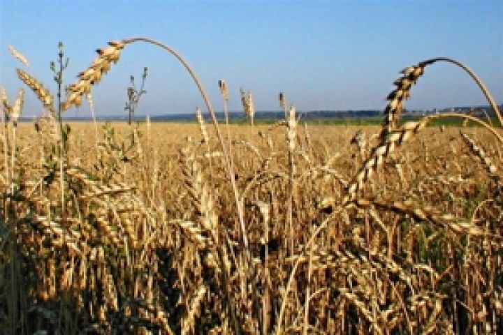 Урожайность зерновых в этом году не высокая, даже у НИБУЛОНА