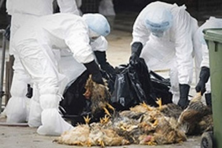 Мексику накрыла эпидемия птичьего гриппа