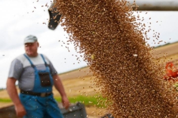 Венгрия не ждет обильного урожая озимой пшеницы