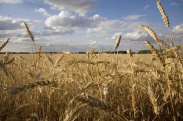 Из-за роста цен на российское зерно Иордания не смогла закупить пшеницу на тендере 