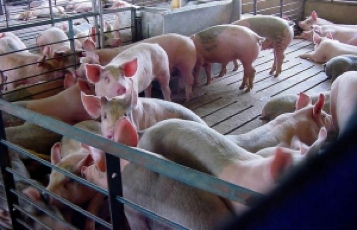 Китайцы займутся свиноводством в Николаевской области