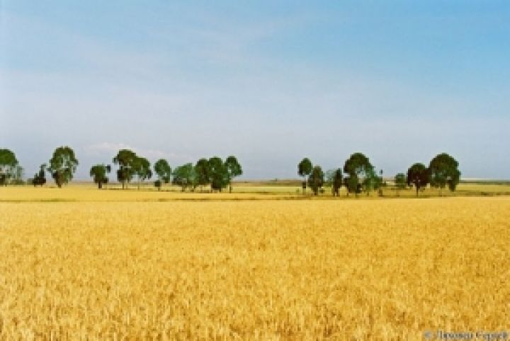 Запорожских фермеров обеспечат семенами для посева озимых
