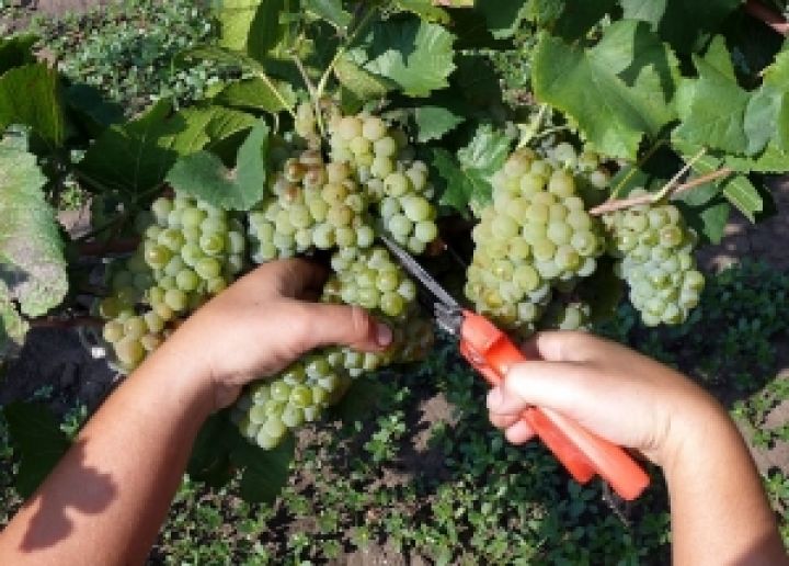 Госсельхозинспекция призывает виноделов Украины использовать собственное сырье