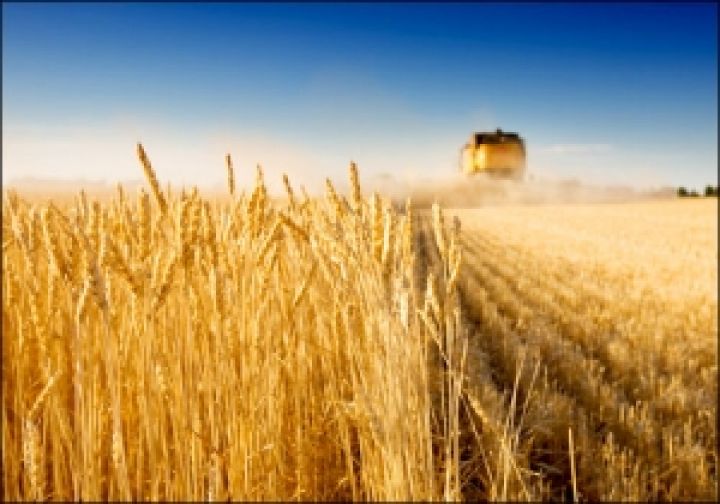 Минагропрод Украины назвал новый прогноз урожая зерна на 2012 г. — 45,3 млн. тонн