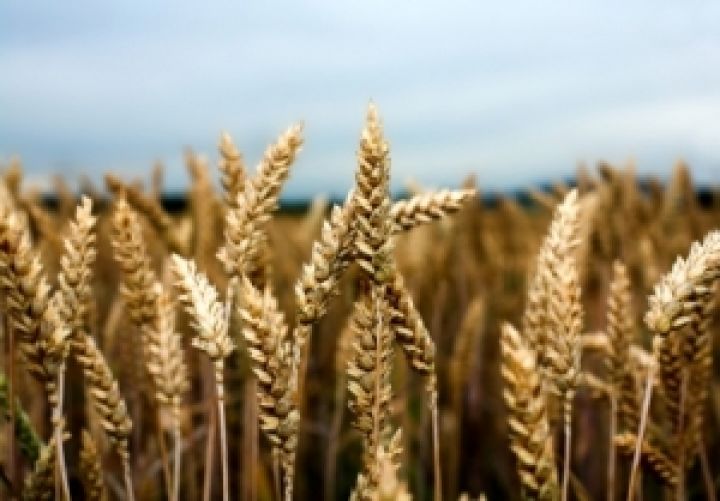Украинская пшеница к осени подорожает