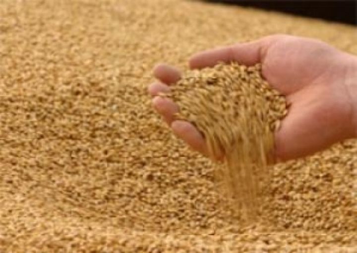 Снижение цен на зерно в Украине на прошедшей неделе несколько приостановилось