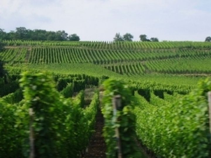 Франция. Потепление ускоряет время сбора урожая винограда