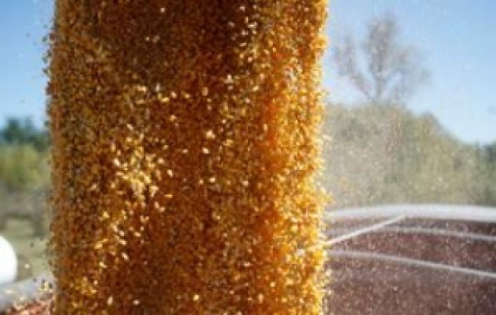 Из-за жары рекордного урожая кукурузы не будет