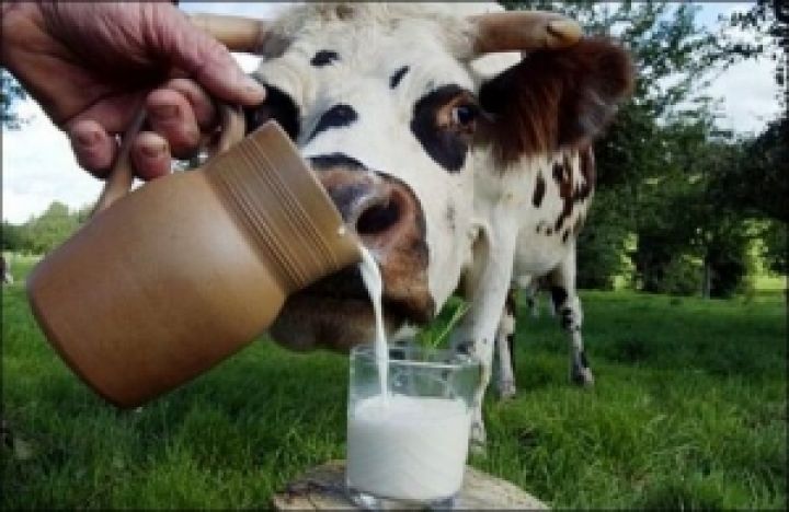 Законодательное регулирование цен на молоко возможно только при государственных дотациях