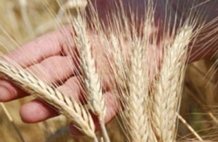 В Украине ускорят оценку качества зерна