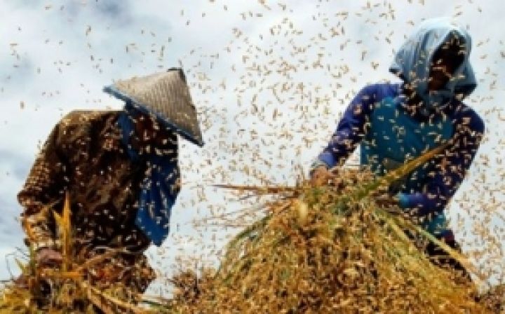 ООН предупреждает о необходимости повысить производительность сельского хозяйства на 60% 