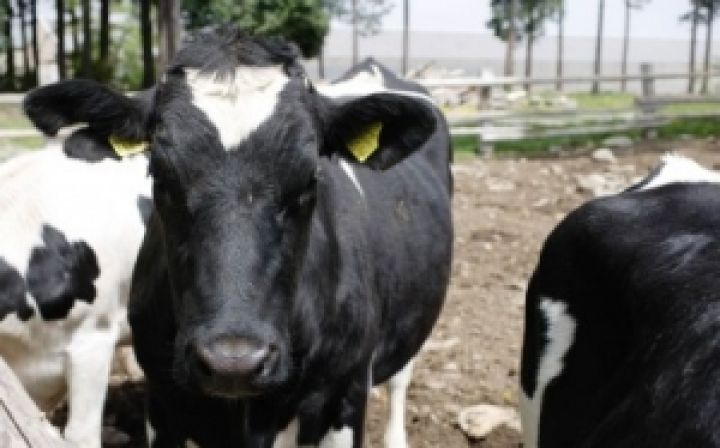 АМКУ оштрафовал крымских производителей молока