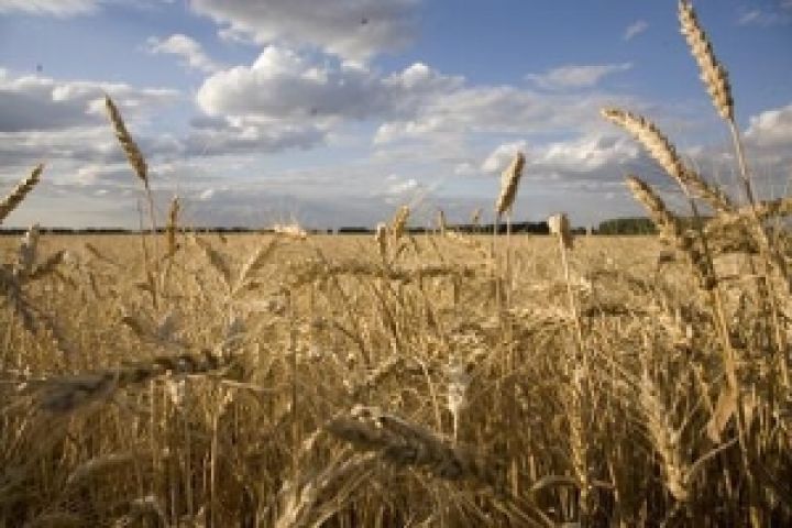 К 2020 году Украина сможет собирать вдвое больший урожай