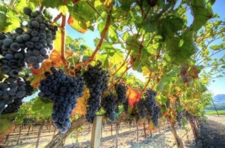 В Крыму планируют создать плодопитомник по производству саженцев и винограда 