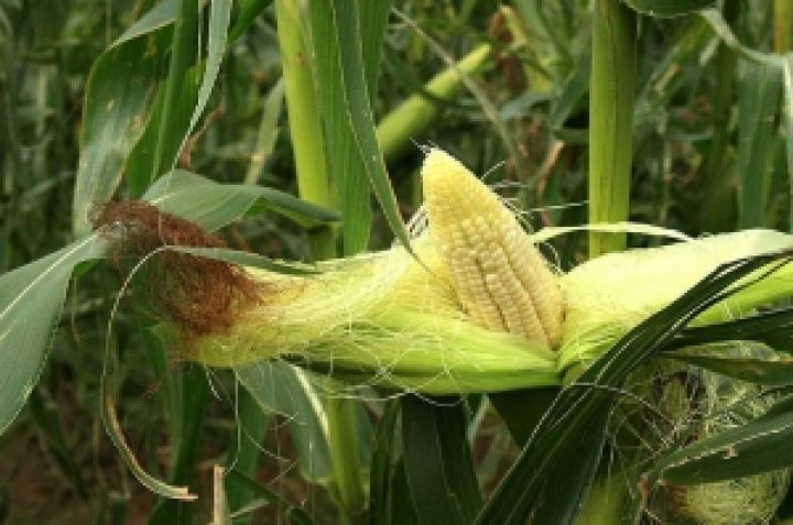 В этом году гектар кукурузы принесет на 12 центнеров культуры меньше, чем в прошлом